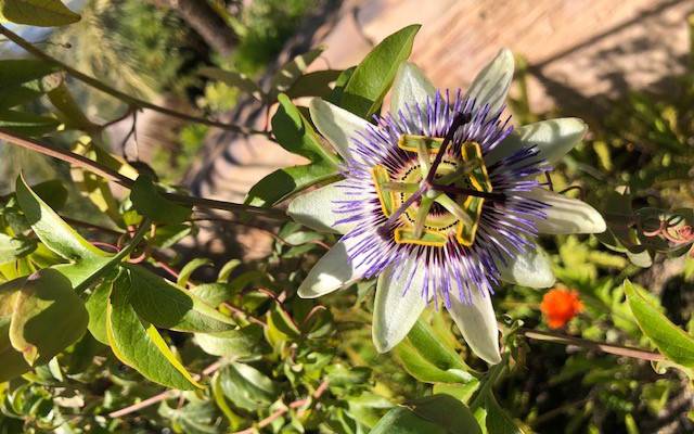 Una experiencia única: Tu jardín en el Valle de Ricote