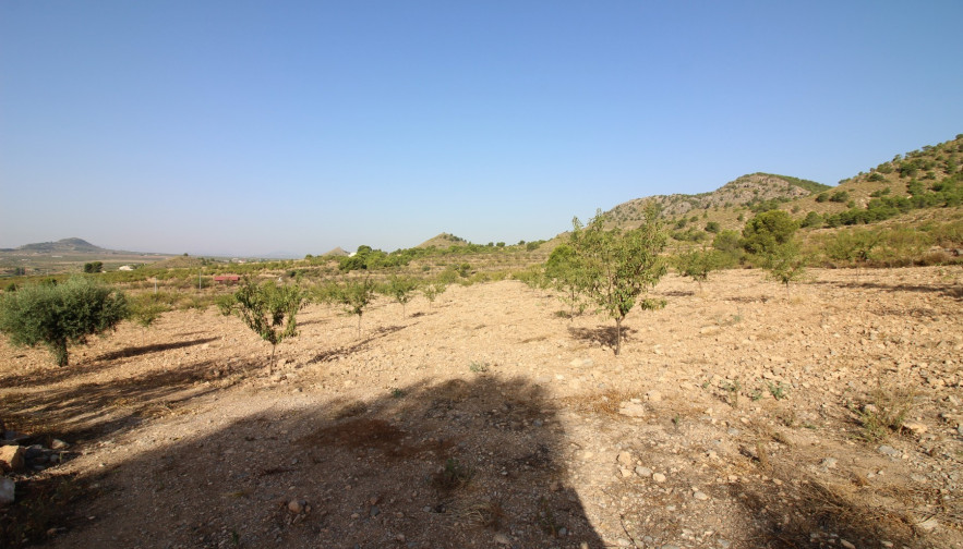 Building Plots - For Sale - Ricote - Ricote