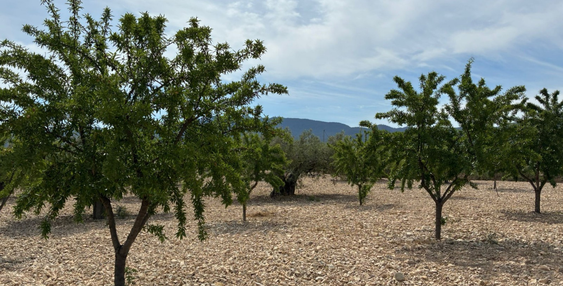 For Sale - Building Plots - Ricote