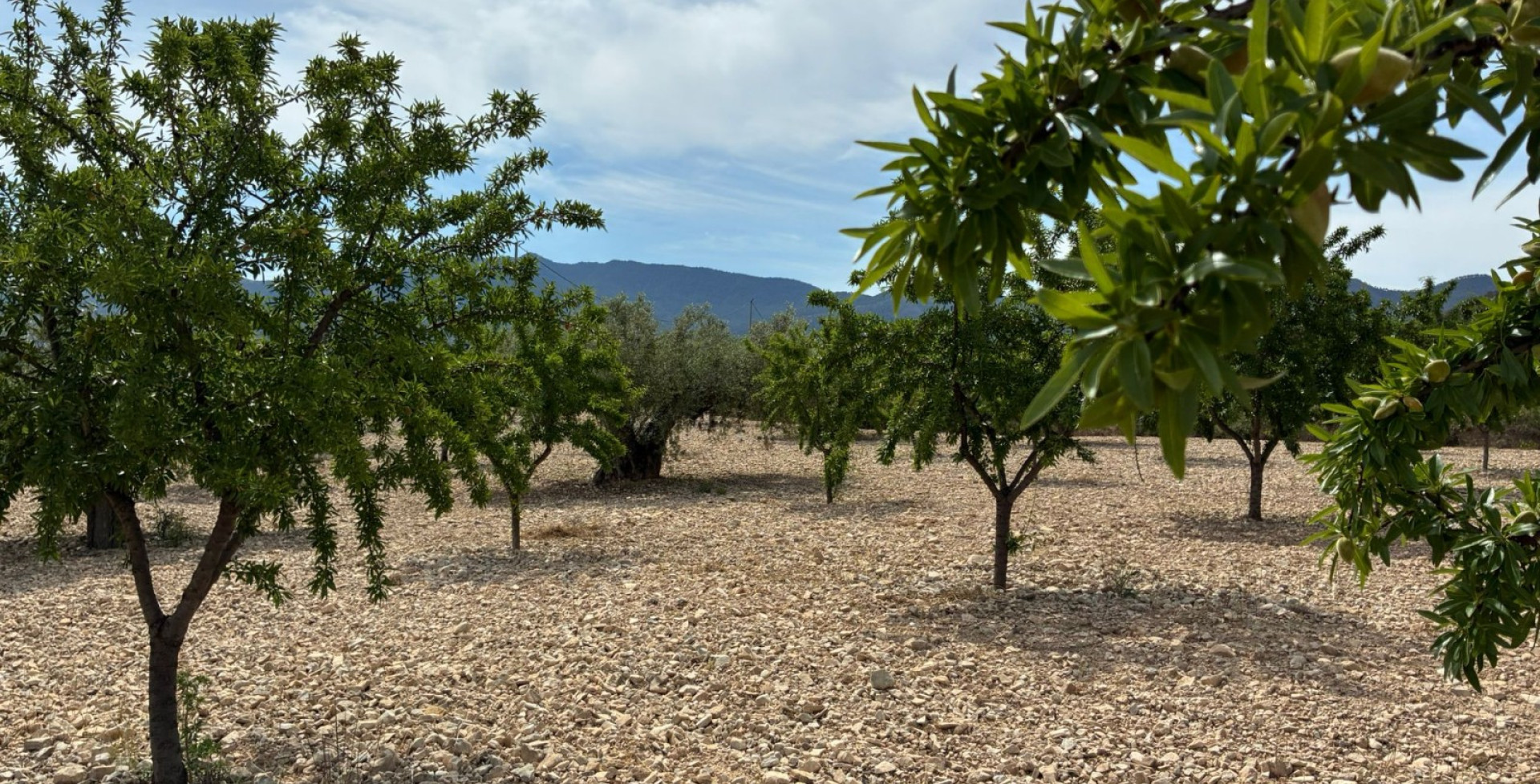For Sale - Building Plots - Ricote