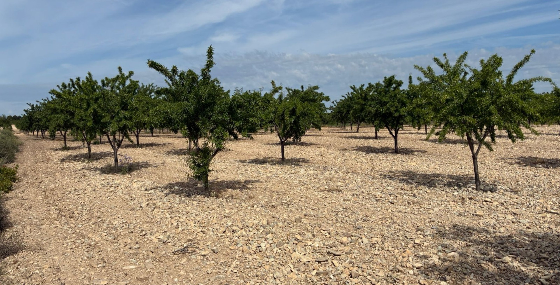 For Sale - Building Plots - Ricote