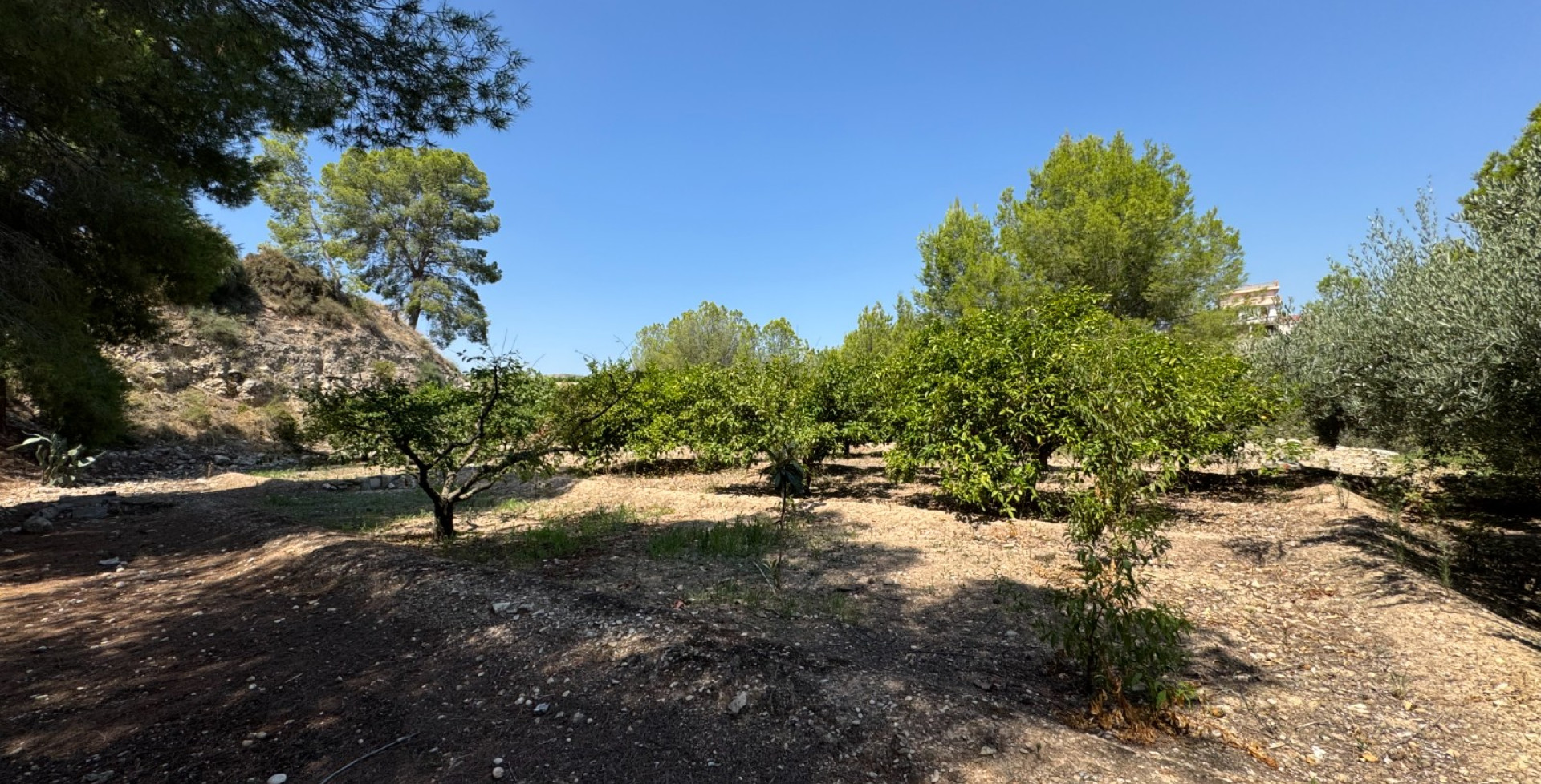 For Sale - Country House - Blanca