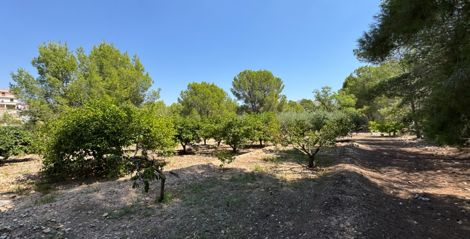 For Sale - Country House - Blanca