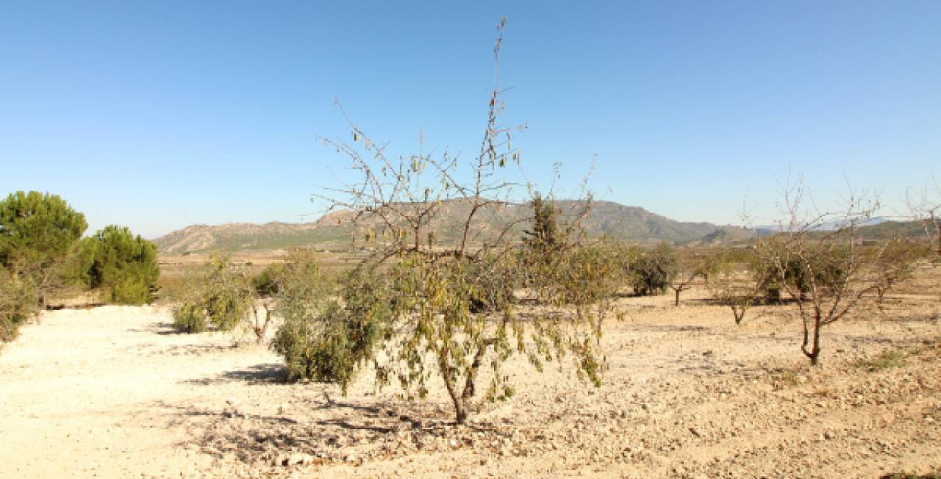 For Sale - Country House - Ricote