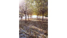 Venta - Casa de Campo - Blanca